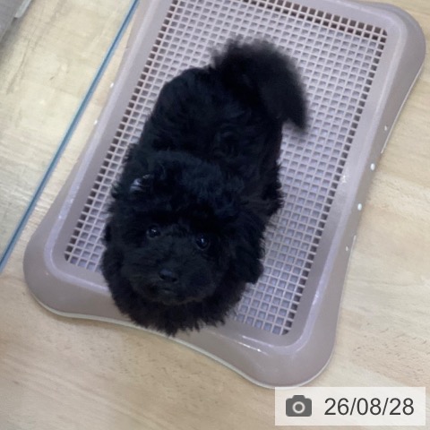 埼玉県のトイプードル(トイ) (ペットプラス 羽生店/2026年6月3日生まれ/男の子/ブラック)の子犬の3枚目の画像