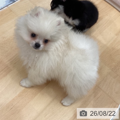 千葉県のポメラニアン (ペットプラス 成田店/2026年5月29日生まれ/男の子/クリーム)の子犬の3枚目の画像