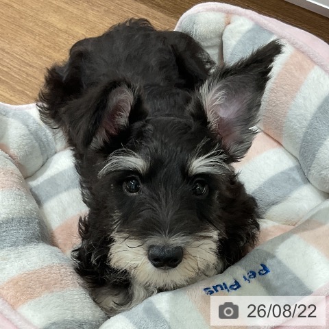 神奈川県のミニチュアシュナウザー (ペッツワン 小田原店/2026年6月1日生まれ/男の子/ブラックシルバー)の子犬の4枚目の画像
