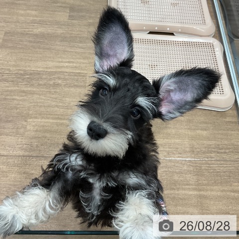神奈川県のミニチュアシュナウザー (ペッツワン 小田原店/2026年6月1日生まれ/男の子/ブラックシルバー)の子犬の4枚目の画像