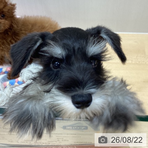 千葉県のミニチュアシュナウザー (ペットプラス 成田店/2026年6月1日生まれ/男の子/ブラックシルバー)の子犬の4枚目の画像