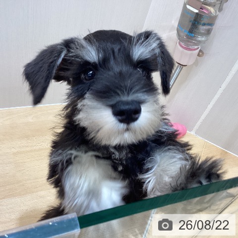 千葉県のミニチュアシュナウザー (ペットプラス 成田店/2026年6月1日生まれ/男の子/ブラックシルバー)の子犬の3枚目の画像