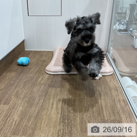 ミニチュア・シュナウザーの写真