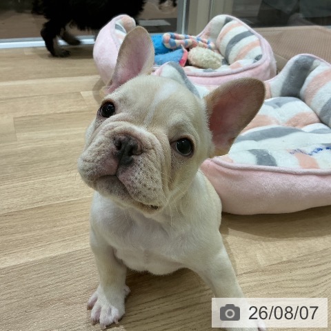 宮城県のフレンチブルドッグ (ペットプラス 名取店/2026年6月2日生まれ/男の子/クリーム)の子犬の3枚目の画像