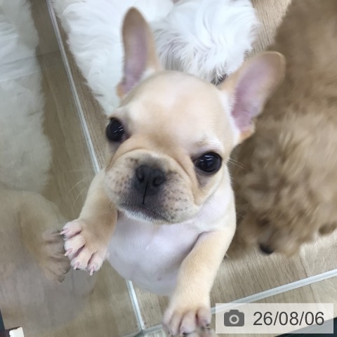福島県のフレンチブルドッグ (ペットプラス 福島店/2026年6月2日生まれ/男の子/クリーム)の子犬の4枚目の画像