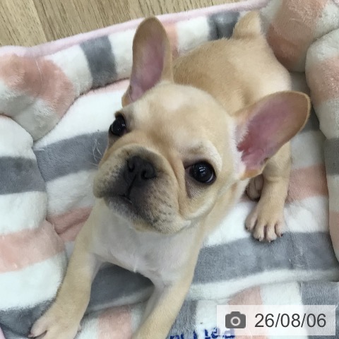 福島県のフレンチブルドッグ (ペットプラス 福島店/2026年6月2日生まれ/男の子/クリーム)の子犬の3枚目の画像