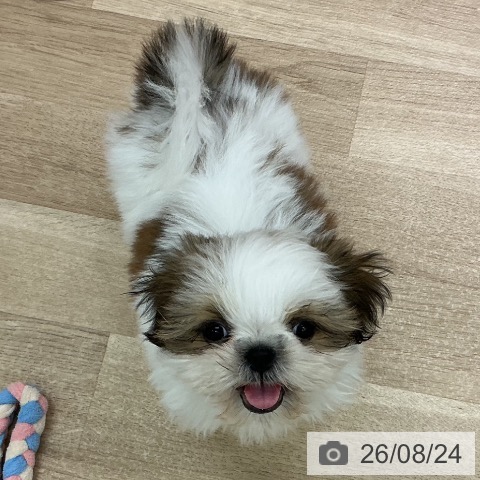 宮城県のシーズー (ペットプラス 名取店/2026年6月4日生まれ/男の子/ホワイトゴールド)の子犬の4枚目の画像