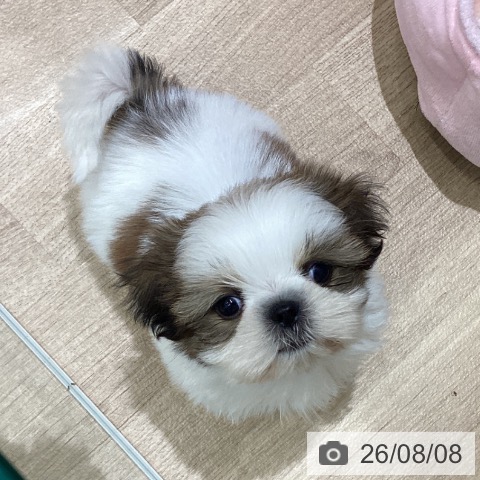 宮城県のシーズー (ペットプラス 名取店/2026年6月4日生まれ/男の子/ホワイトゴールド)の子犬の3枚目の画像