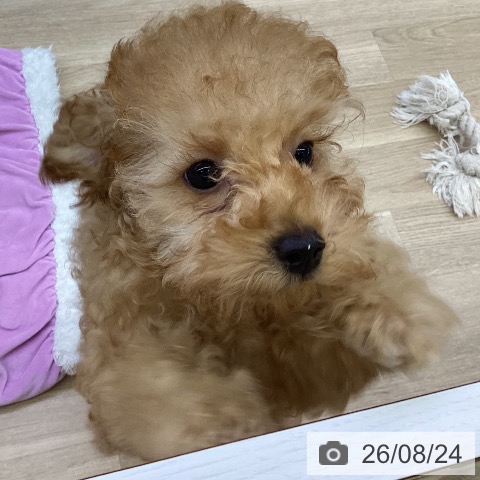 山梨県のトイプードル(トイ) (ペットプラス 甲府昭和店/2026年5月28日生まれ/女の子/アプリコット)の子犬の4枚目の画像