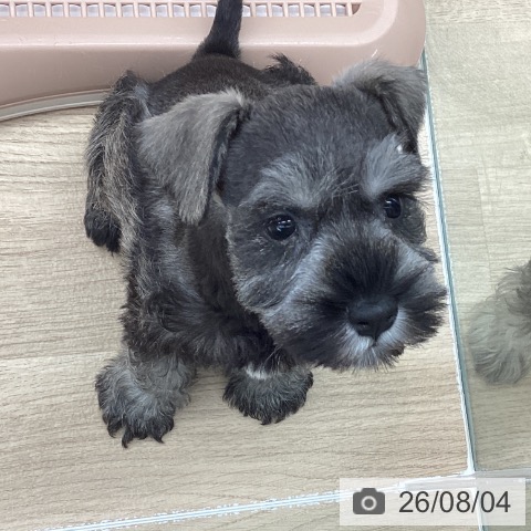 ミニチュア・シュナウザーの写真