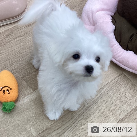 宮城県のマルチーズ (ペットプラス 名取店/2026年5月22日生まれ/男の子/ホワイト)の子犬の3枚目の画像