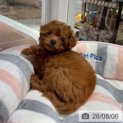 神奈川県のトイプードル(トイ) (ペットプラス 湘南平塚店/2026年5月28日生まれ/女の子/レッド)の子犬の3枚目の画像