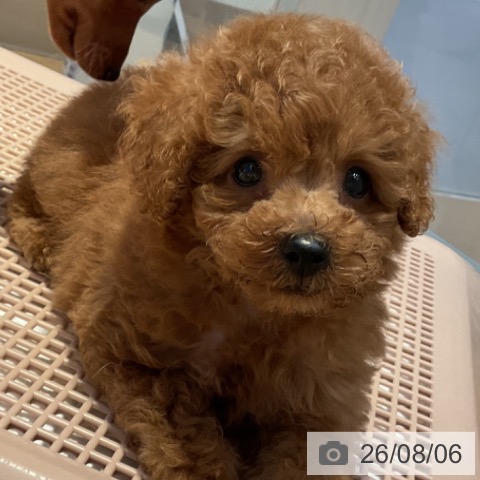 山形県のトイプードル(トイ) (ペットプラス 天童店/2026年6月4日生まれ/男の子/レッド)の子犬の4枚目の画像