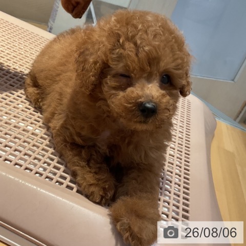 山形県のトイプードル(トイ) (ペットプラス 天童店/2026年6月4日生まれ/男の子/レッド)の子犬の3枚目の画像