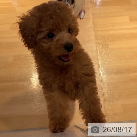 山形県のトイプードル(トイ) (ペットプラス 天童店/2026年6月4日生まれ/男の子/レッド)の子犬の4枚目の画像