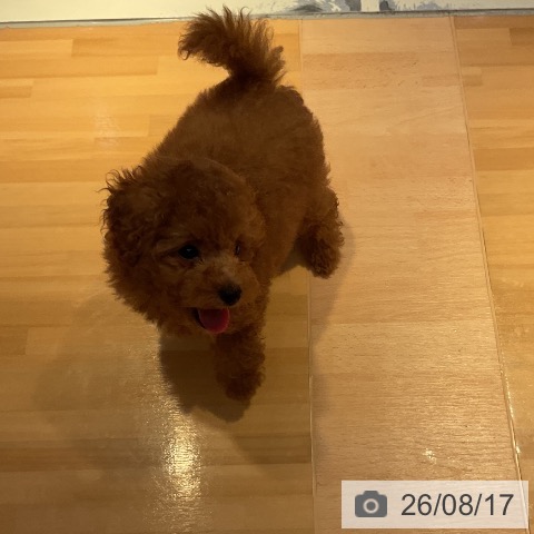 山形県のトイプードル(トイ) (ペットプラス 天童店/2026年6月4日生まれ/男の子/レッド)の子犬の3枚目の画像