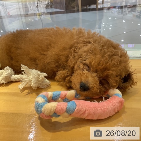 山形県のトイプードル(トイ) (ペットプラス 天童店/2026年6月4日生まれ/男の子/レッド)の子犬の3枚目の画像