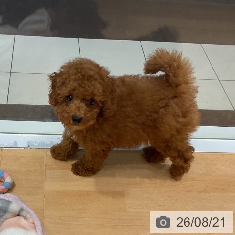 埼玉県のトイプードル(トイ) (ペットプラス 与野店/2026年6月4日生まれ/男の子/レッド)の子犬の4枚目の画像