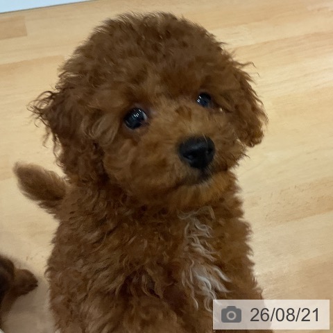 埼玉県のトイプードル(トイ) (ペットプラス 与野店/2026年6月4日生まれ/男の子/レッド)の子犬の3枚目の画像
