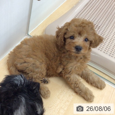 青森県のトイプードル(トイ) (ペットプラス 青森浜田店/2026年6月4日生まれ/男の子/レッド)の子犬の3枚目の画像