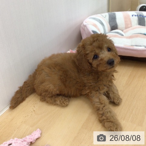 青森県のトイプードル(トイ) (ペットプラス 青森浜田店/2026年6月4日生まれ/男の子/レッド)の子犬の3枚目の画像