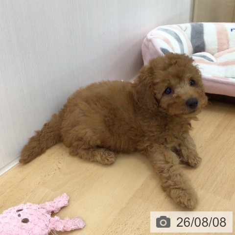 青森県のトイプードル(トイ) (ペットプラス 青森浜田店/2026年6月4日生まれ/男の子/レッド)の子犬の4枚目の画像