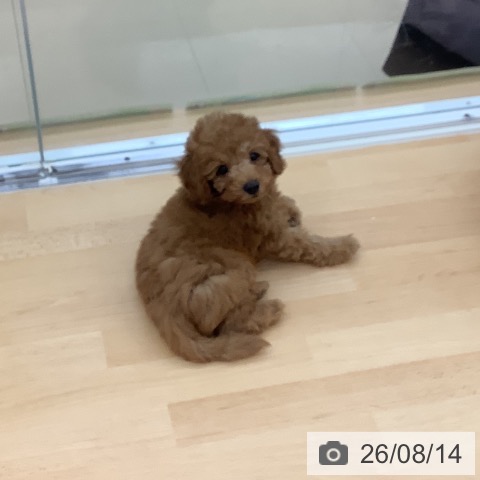 青森県のトイプードル(トイ) (ペットプラス 青森浜田店/2026年6月4日生まれ/男の子/レッド)の子犬の3枚目の画像