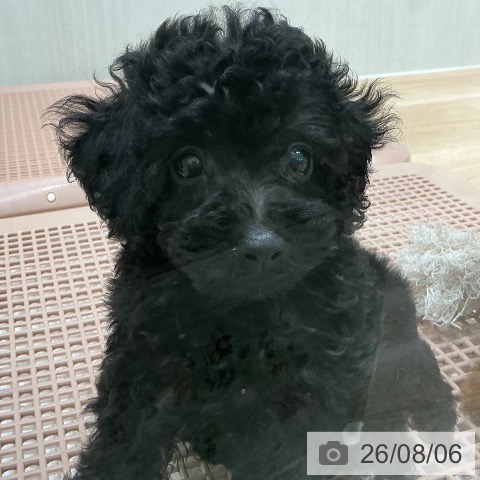 宮城県のトイプードル(トイ) (ペットプラス 仙台泉大沢店/2026年6月4日生まれ/男の子/ブラック)の子犬の4枚目の画像