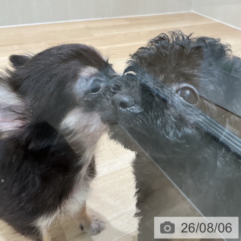 宮城県のトイプードル(トイ) (ペットプラス 仙台泉大沢店/2026年6月4日生まれ/男の子/ブラック)の子犬の3枚目の画像
