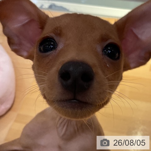 ミニチュア・ピンシャーの写真
