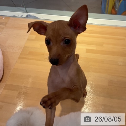 ミニチュア・ピンシャーの写真