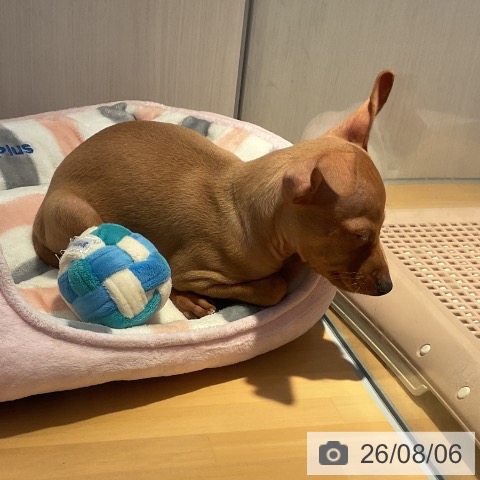 山形県のミニチュアピンシャー (ペットプラス 天童店/2026年6月2日生まれ/男の子/レッド)の子犬の4枚目の画像