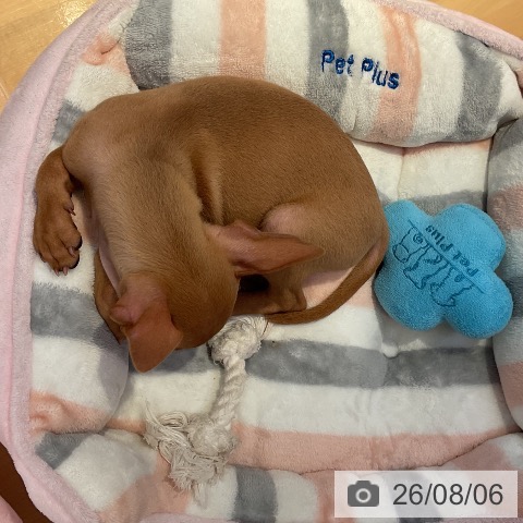 山形県のミニチュアピンシャー (ペットプラス 天童店/2026年6月2日生まれ/男の子/レッド)の子犬の3枚目の画像