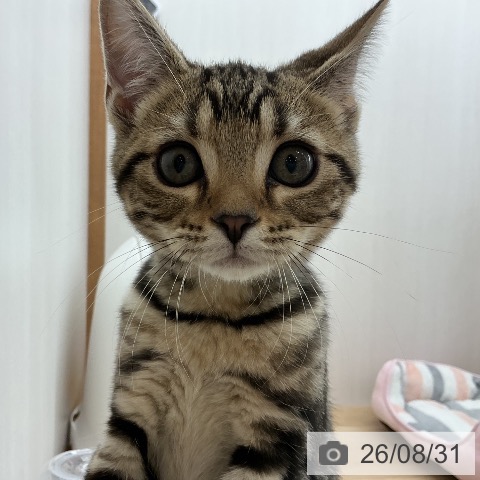 宮城県のアメリカンショートヘアー (ペットプラス 名取店/2026年5月28日生まれ/男の子/ブラウンタビー)の子猫の4枚目の画像