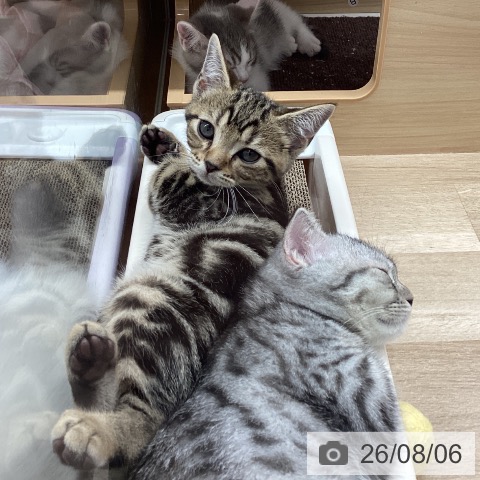 宮城県のアメリカンショートヘアー (ペットプラス 名取店/2026年5月28日生まれ/男の子/ブラウンタビー)の子猫の3枚目の画像