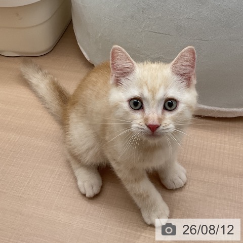 埼玉県のマンチカン (ペッツワン 新座店/2026年6月2日生まれ/男の子/クリームタビー)の子猫の4枚目の画像