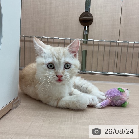 埼玉県のマンチカン (ペッツワン 新座店/2026年6月2日生まれ/男の子/クリームタビー)の子猫の3枚目の画像