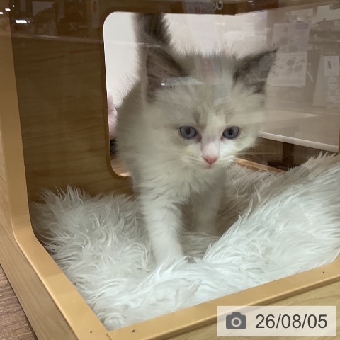 埼玉県のラグドール (ペッツワン 吉川美南店/2026年6月4日生まれ/男の子/ブルーポイントバイカラー)の子猫の3枚目の画像