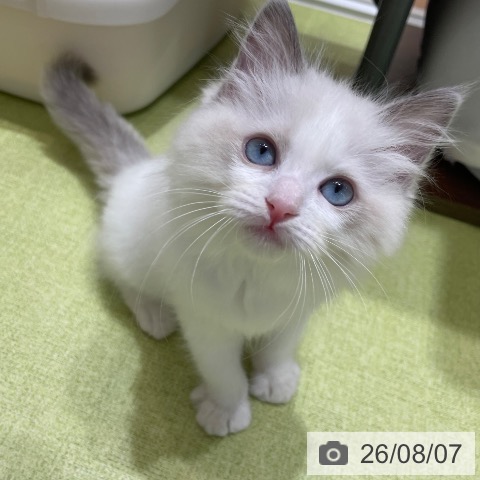 神奈川県のラグドール (ペットプラス テラスモール湘南店/2026年6月4日生まれ/女の子/ブルーポイントバイカラー)の子猫の4枚目の画像