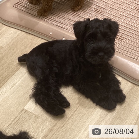 東京都のミニチュアシュナウザー (ペットプラス 立川高島屋S.C.店/2026年5月31日生まれ/男の子/ブラック)の子犬の3枚目の画像