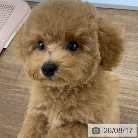 千葉県のトイプードル(トイ) (ペッツワン 千葉ニュータウン店/2026年6月2日生まれ/男の子/アプリコット)の子犬の4枚目の画像