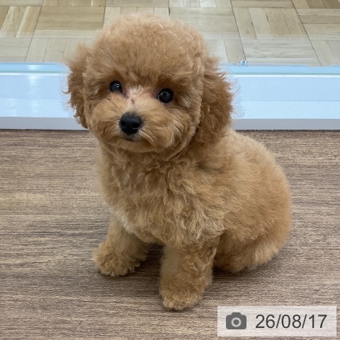 千葉県のトイプードル(トイ) (ペッツワン 千葉ニュータウン店/2026年6月2日生まれ/男の子/アプリコット)の子犬の3枚目の画像
