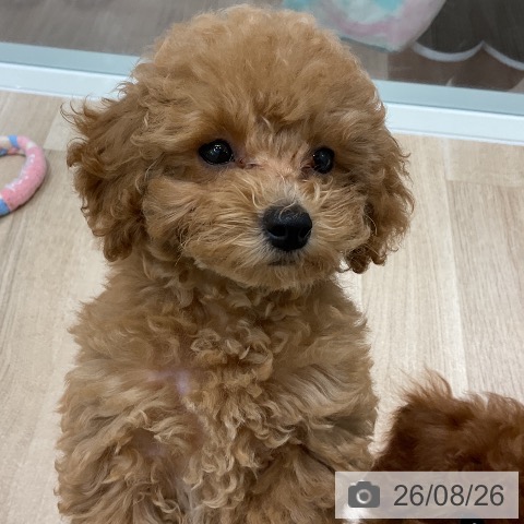千葉県のトイプードル(トイ) (ペットプラス 木更津店/2026年6月2日生まれ/男の子/アプリコット)の子犬の4枚目の画像