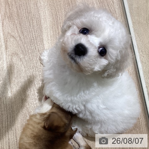 宮城県のビションフリーゼ (ペットプラス 仙台上杉店/2026年6月4日生まれ/男の子/ホワイト)の子犬の4枚目の画像