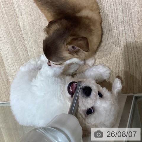 宮城県のビションフリーゼ (ペットプラス 仙台上杉店/2026年6月4日生まれ/男の子/ホワイト)の子犬の3枚目の画像