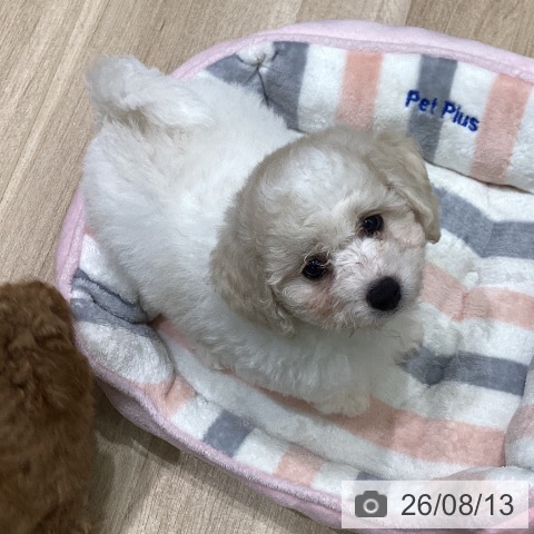 岩手県のビションフリーゼ (ペットプラス 盛岡南店/2026年6月4日生まれ/男の子/ホワイト)の子犬の4枚目の画像