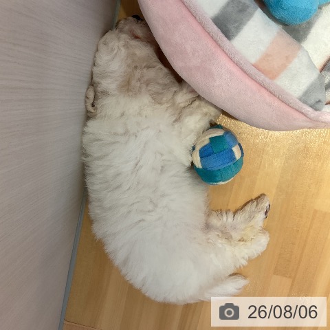 山形県のビションフリーゼ (ペットプラス 天童店/2026年6月4日生まれ/男の子/ホワイト)の子犬の3枚目の画像