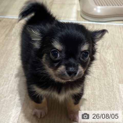 埼玉県のチワワ(ロング) (ペットプラス ららぽーと富士見店/2026年6月1日生まれ/男の子/ブラックタンホワイト)の子犬の3枚目の画像