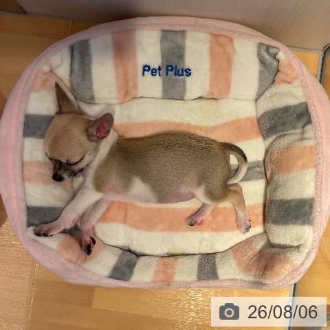 チワワの写真