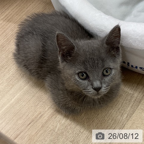 神奈川県のブリティッシュショートヘアー (ペットプラス モザイクモール港北店/2026年6月2日生まれ/男の子/ブルー)の子猫の3枚目の画像
